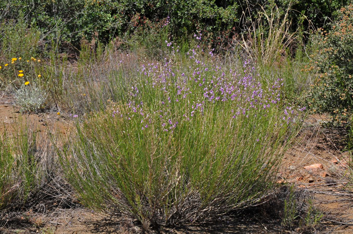 Toadflax Penstemon is an herb or subshrub that grows up to 2 ½ feet or so. Penstemon linarioides 